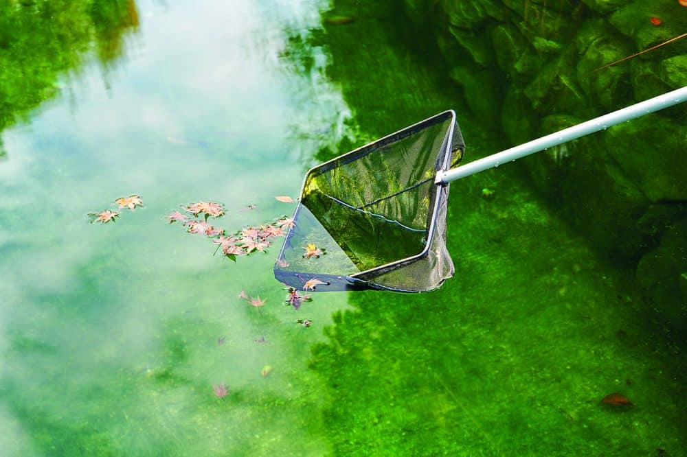 Net out debris: skim leaves, twigs, and anything floating on the surface.