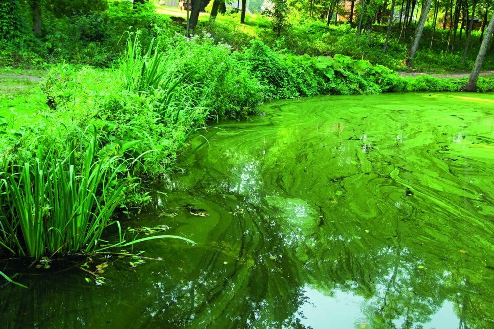 Green water is when your pond water literally looks green. Depending on how bad it is, you may not be able to see very far into the water.