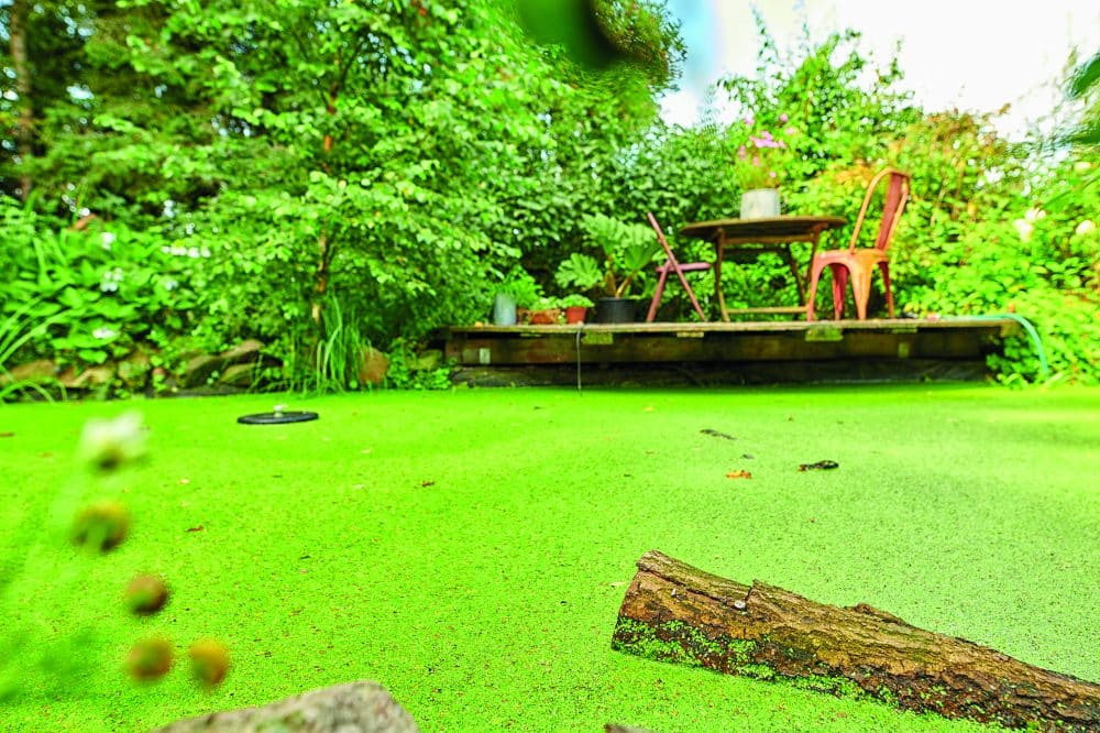 Duck weed is technically a plant but behaves like algae. It forms tiny floating leaves that multiply rapidly, and can be impossible to remove by netting alone. Duck weed thrives in stagnant, still, and nutrient-rich pond water.