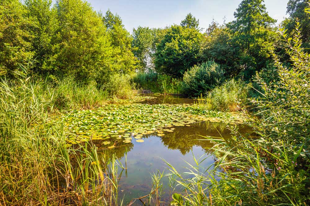 natural pond the pond people